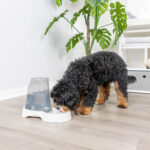 Black and tan curly-haired dog drinking from the Van Ness AW3 automatic pet waterer with translucent blue reservoir and white drinking tray in a home setting.