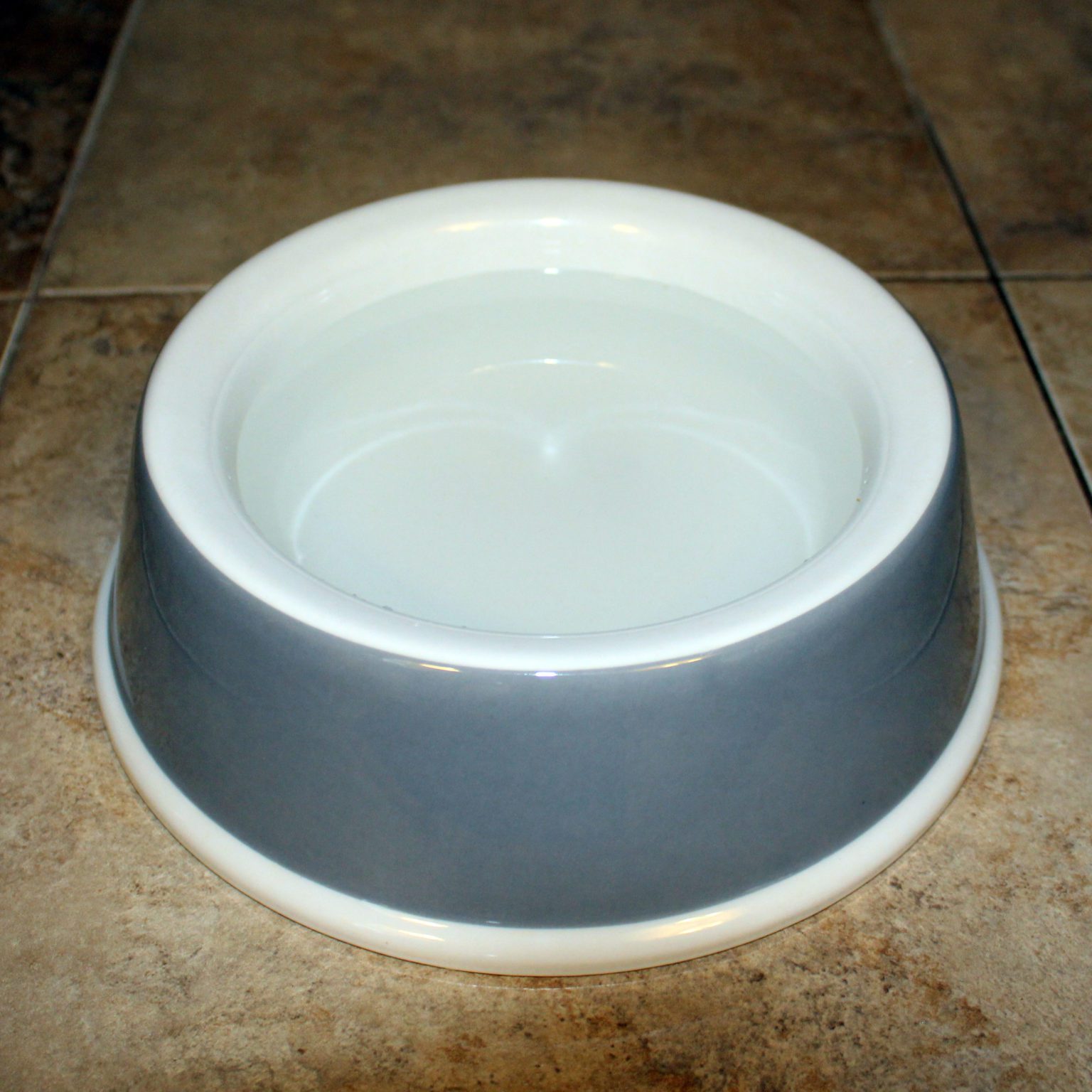 EcoWare™ Decorated Medium NonTip / NonSkid Dish Van Ness Pets