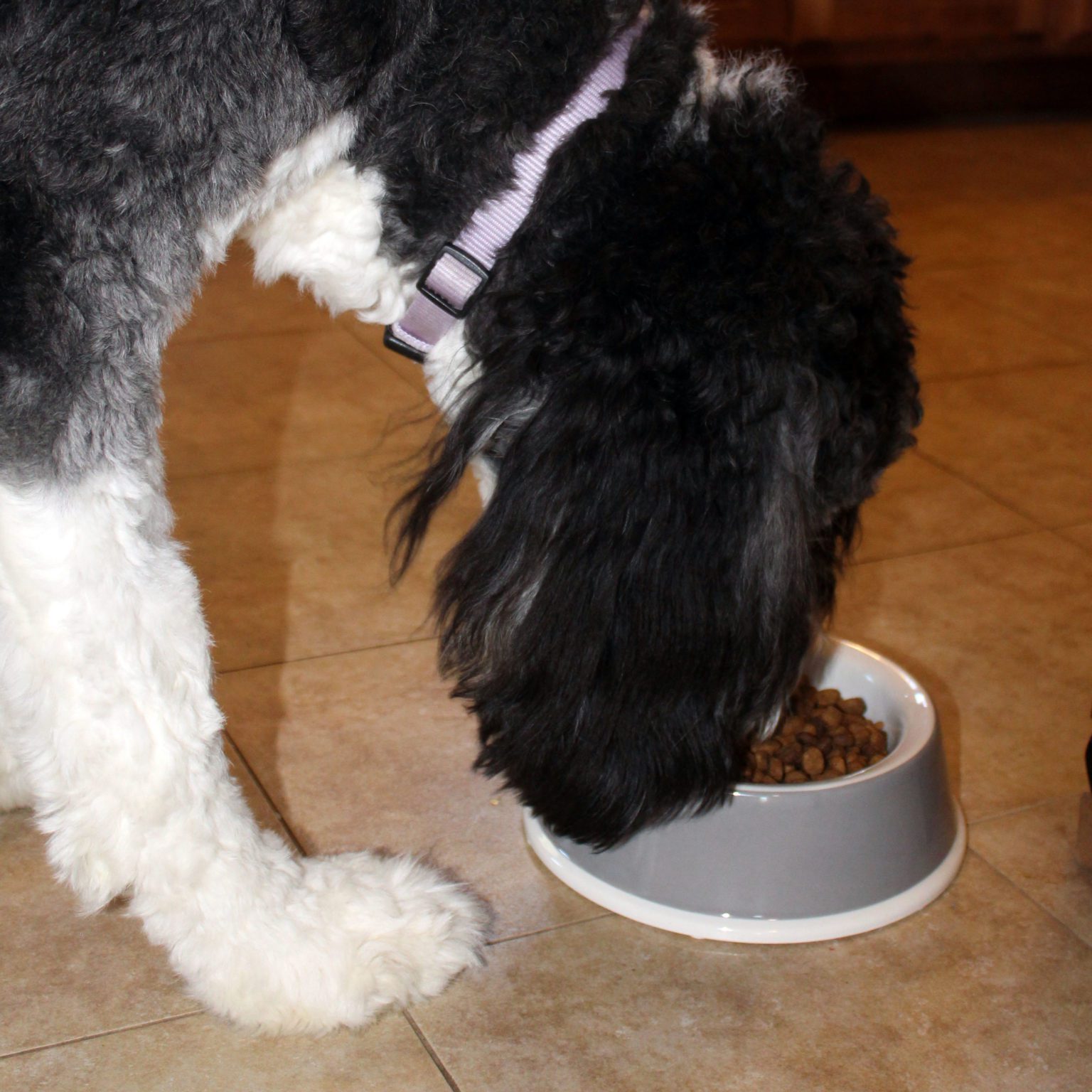 EcoWare™ Decorated Medium NonTip / NonSkid Dish Van Ness Pets